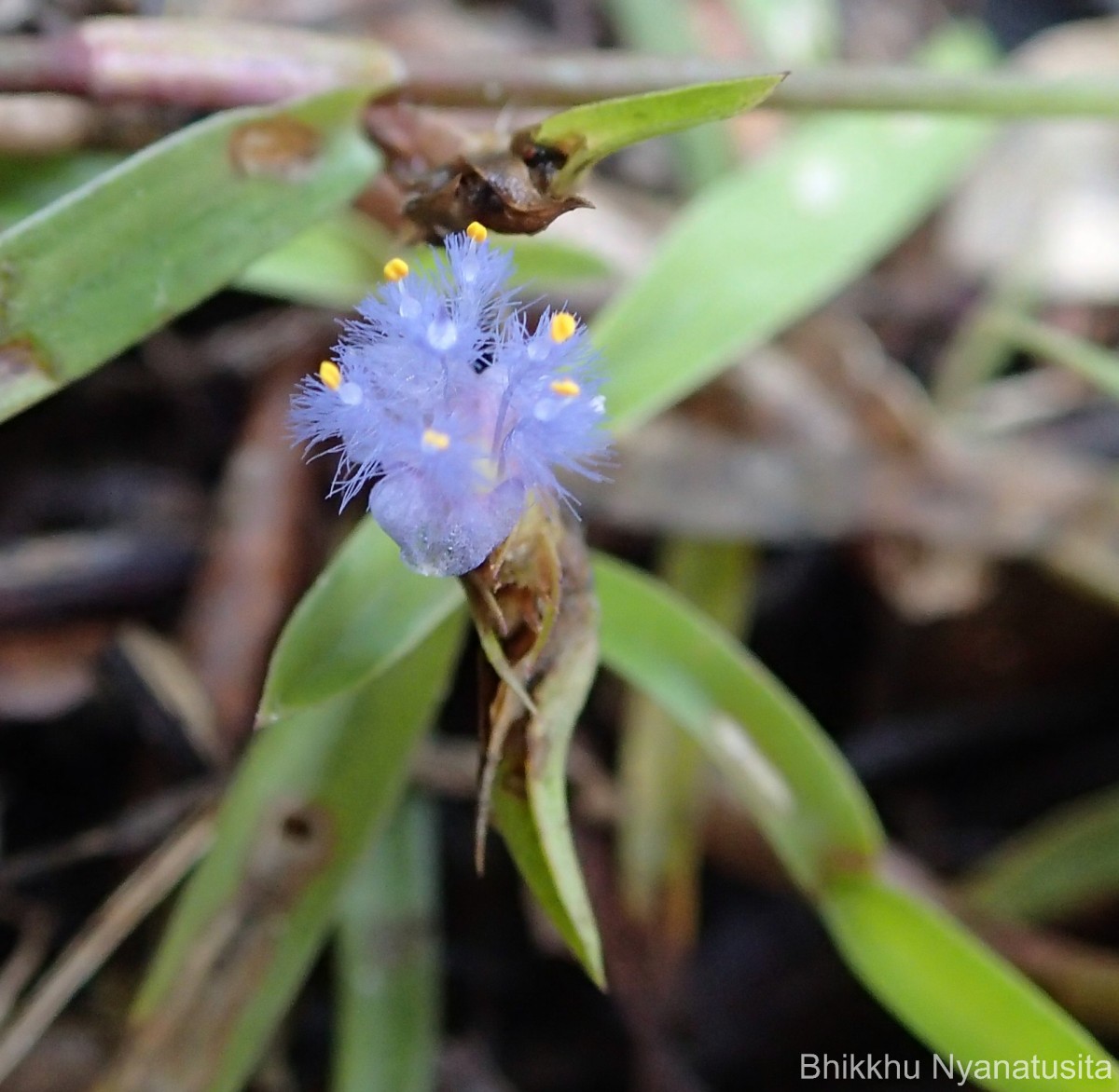 Cyanotis thwaitesii Hassk.